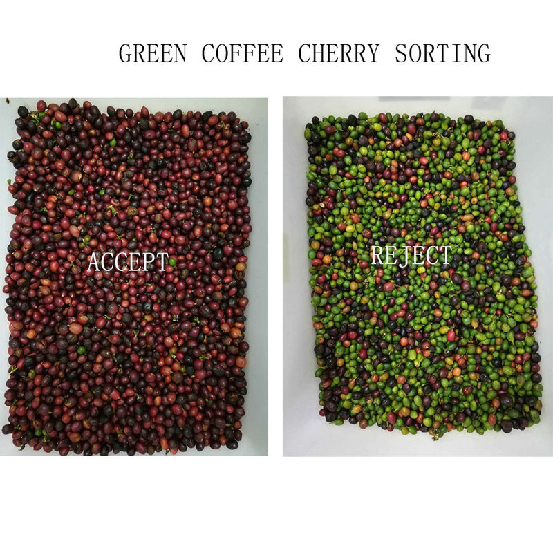 Controle de Bean Color Sorter Wifi Remote do café das rampas de Wenyao 4