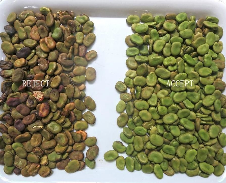Os 3 feijões óticos das rampas colorem o classificador com serviço de controle remoto 3000kg/H