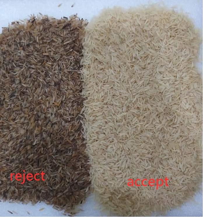 1 precisão de classificação alta aferventada pequena do classificador da cor do arroz da rampa
