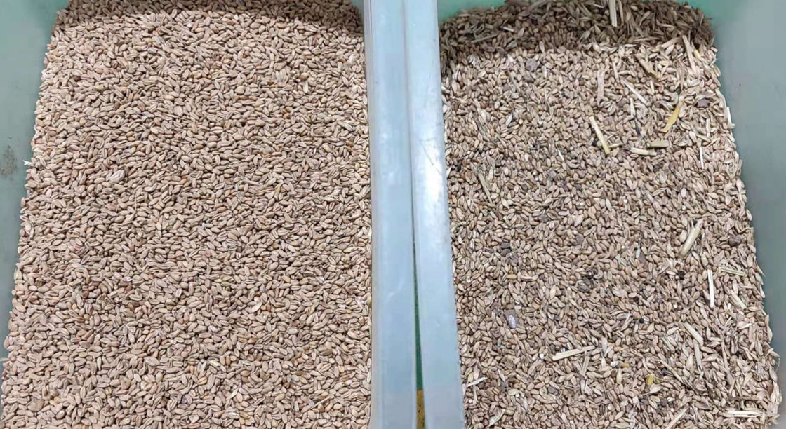 Sortador de cores de trigo com alta precisão
