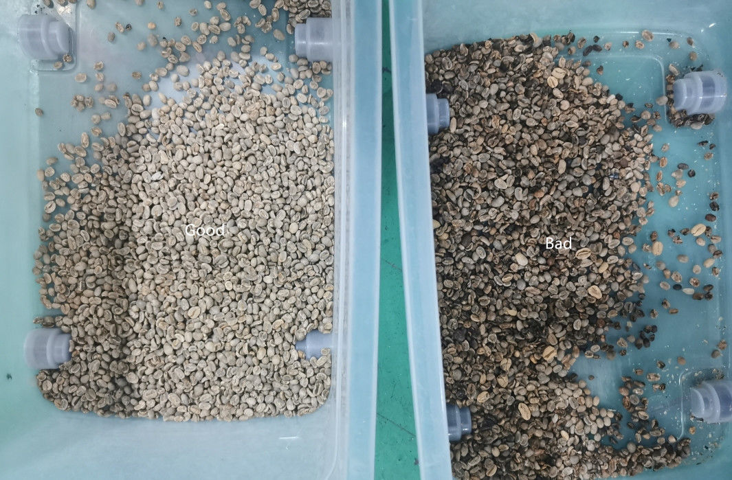 Canais crus ou Roasted da rampa 64 de Bean Color Sorter 1 do café