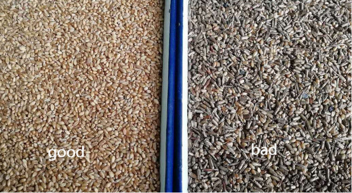 Classificador inteligente de cores de trigo sarraceno, aveia, quinoa, máquina separadora, 3 rampas, 6 câmeras
