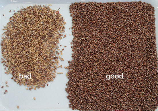Classificador inteligente de cores de trigo sarraceno, aveia, quinoa, máquina separadora, 3 rampas, 6 câmeras