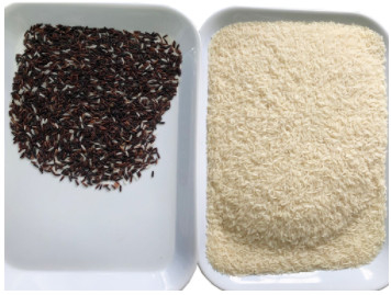 Máquina de classificação zero do arroz das divisões com filtro de SMC