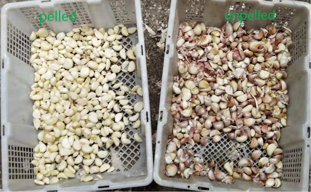 CCD Intelligent Belt Color Sorter para alho descascado
