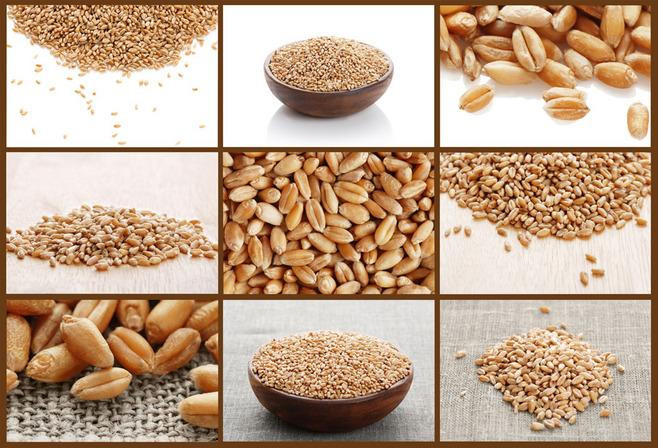 O melão branco da cevada do sésamo semeia o classificador da cor do arroz Multifunction