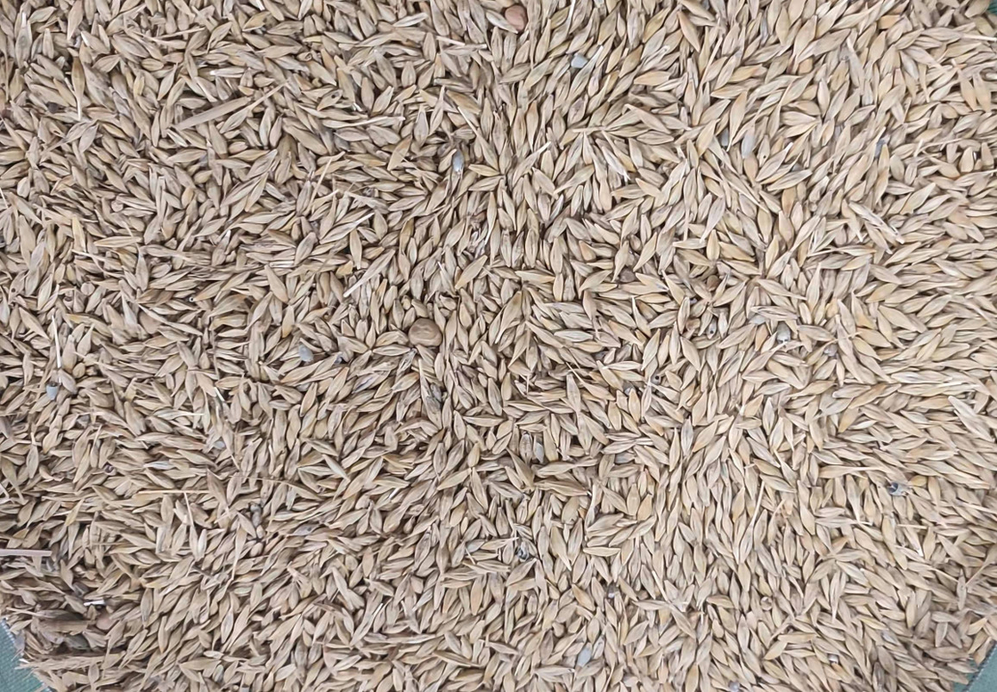Máquina do classificador da grão de WENYAO High Precision Wheat Corn com capacidade superior