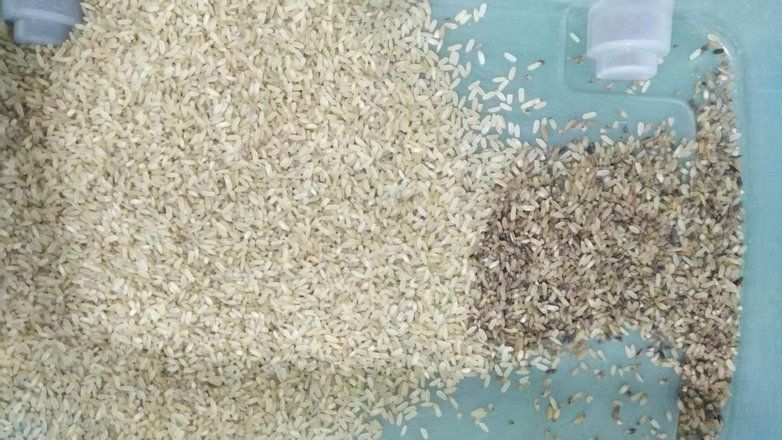 1 precisão de classificação alta aferventada pequena do classificador da cor do arroz da rampa