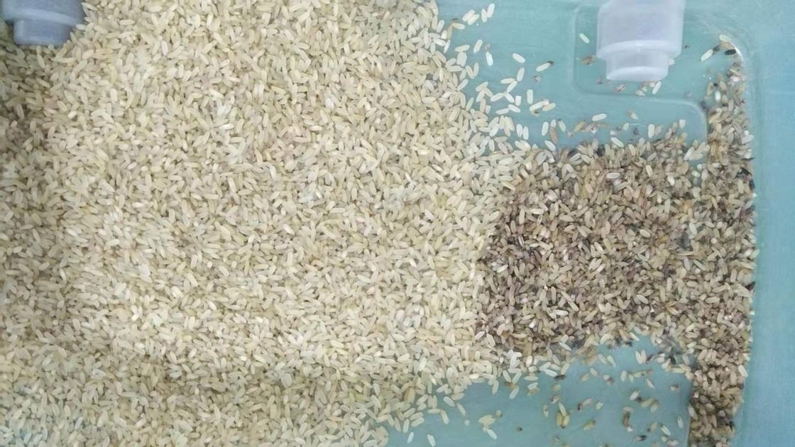 Canais da máquina 32 do CCD Mini Brown Rice Color Sorting