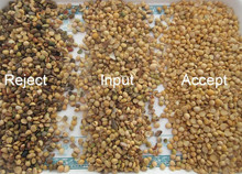 Precisão de Bean Color Sorter 99,90% da soja da máquina de classificação da cor do feijão de soja das rampas do CCD 6 do RGB