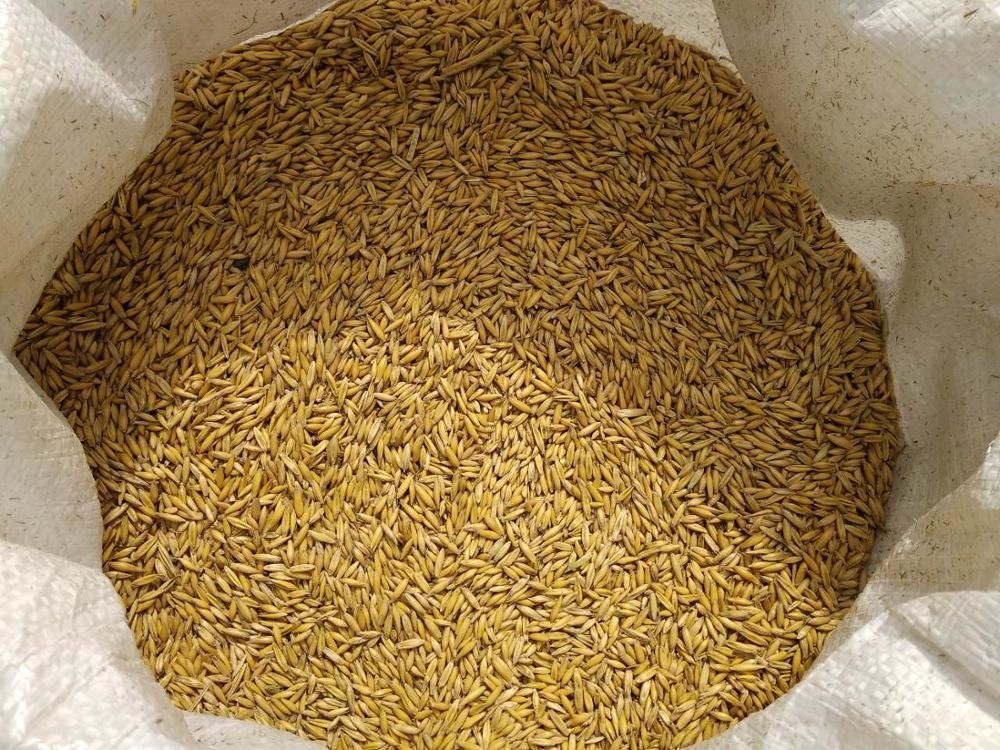 Máquina de classificação da cor da aveia da grão para o trigo da cevada