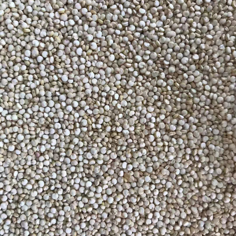 Auto que alimenta o classificador inteligente 10t/h da cor do trigo do Quinoa