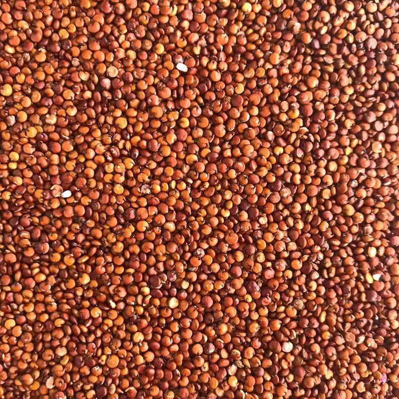 Rampa pequena da máquina 1 do classificador da cor do trigo do Quinoa do CCD do diodo emissor de luz