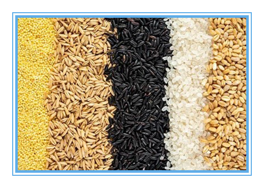 Máquina inteligente do classificador da cor da grão para a planta de alimento