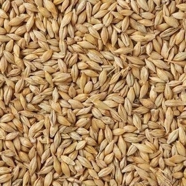 Máquina do classificador da cor da grão do trigo do de alta capacidade da venda direta baixa Sumption da fábrica