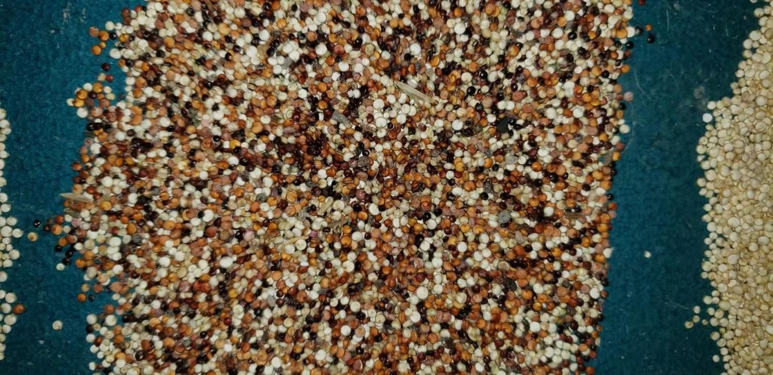 Preço longo do melhor do serviço da vida da mini máquina do classificador da cor do sorgo