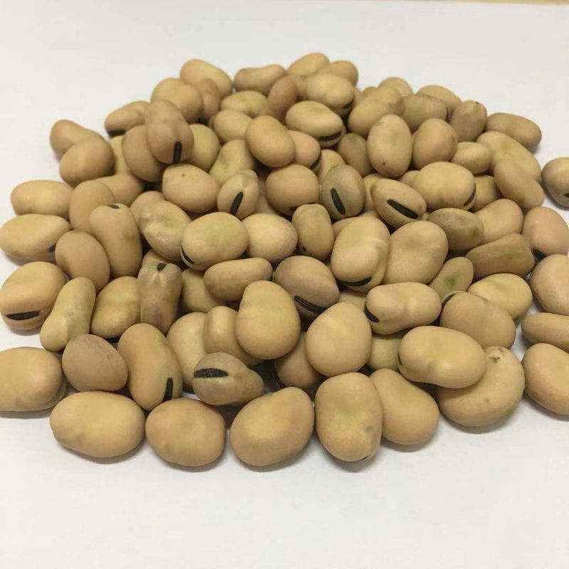 2022 personalizou favas da qualidade superior colorem a maquinaria de classificação do classificador com 2 rampas