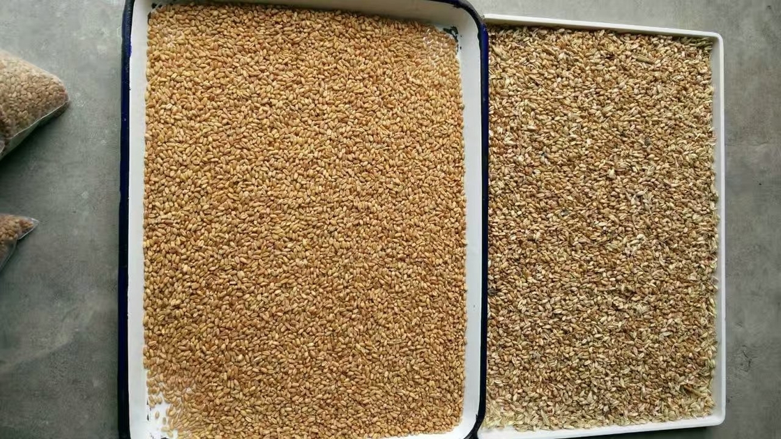 Linha de processamento automática máquina da exploração agrícola de 7 rampas de classificação usada da cor da cevada do trigo com câmera de Toshiba