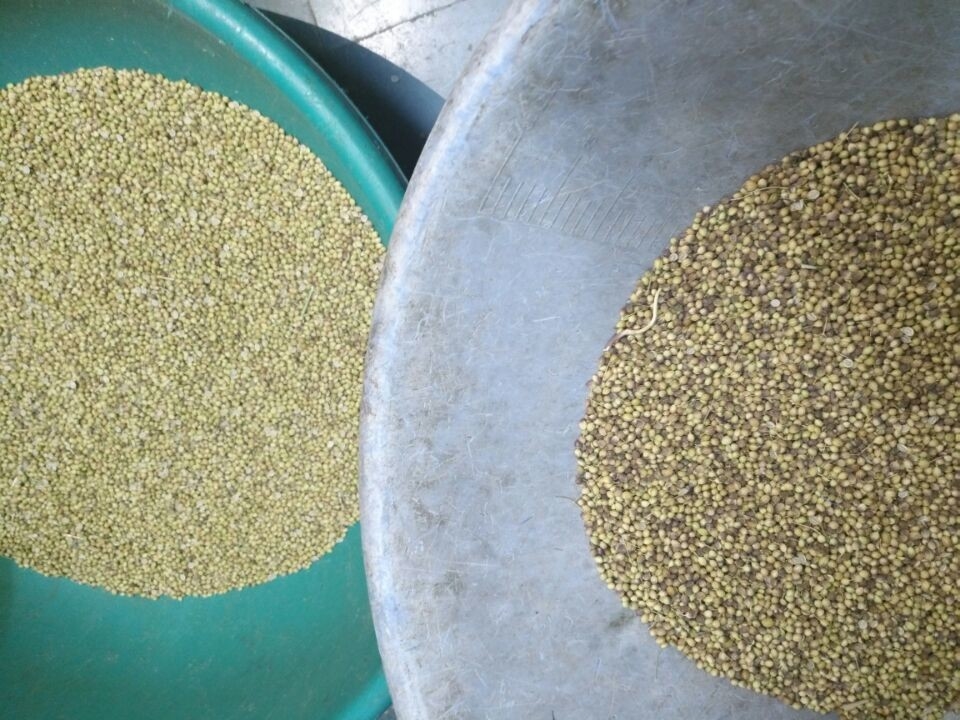320 máquina de classificação ótica do trigo da câmera do CCD da taxa de transferência dos canais 2-6T/H