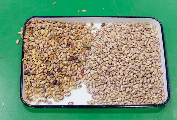 Rampas descascadas do CCD 5 da máquina de classificação da cor da passa da noz da amêndoa do amendoim