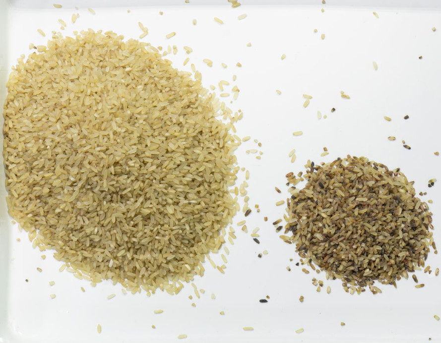 Cor ótica do classificador da cor do arroz do CCD Carame de Wenyao que classifica a máquina preta do classificador da cor do arroz