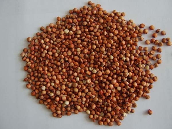 Classificador orgânico automático inteligente da cor do arroz de 7 canais 80 toneladas pela máquina de classificação da cor do dia