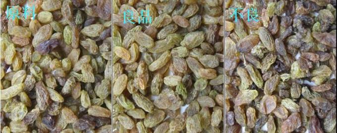 Máquina de classificação de cores de passas com certificação CE 4