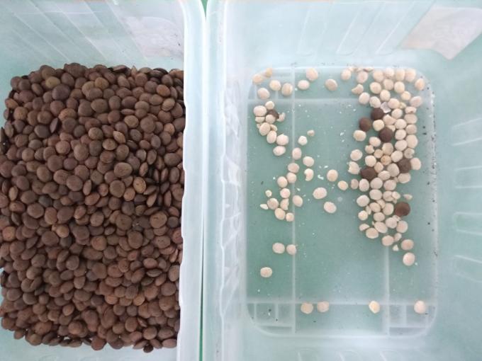 2025 Venda Quente Preço de fábrica CCD Nuts Color Sorter Macadamia Nuts Equipamento de Separação com CE 4