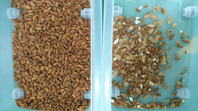 Máquina de classificação de cores de castanha de caju inteligente com sensor Toshiba CCD e câmera RGB 9