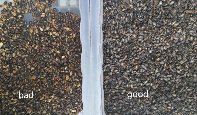 Wenyao mais novo certificado óptico CE sementes de abóbora sementes de melancia máquina de classificação de cores 12