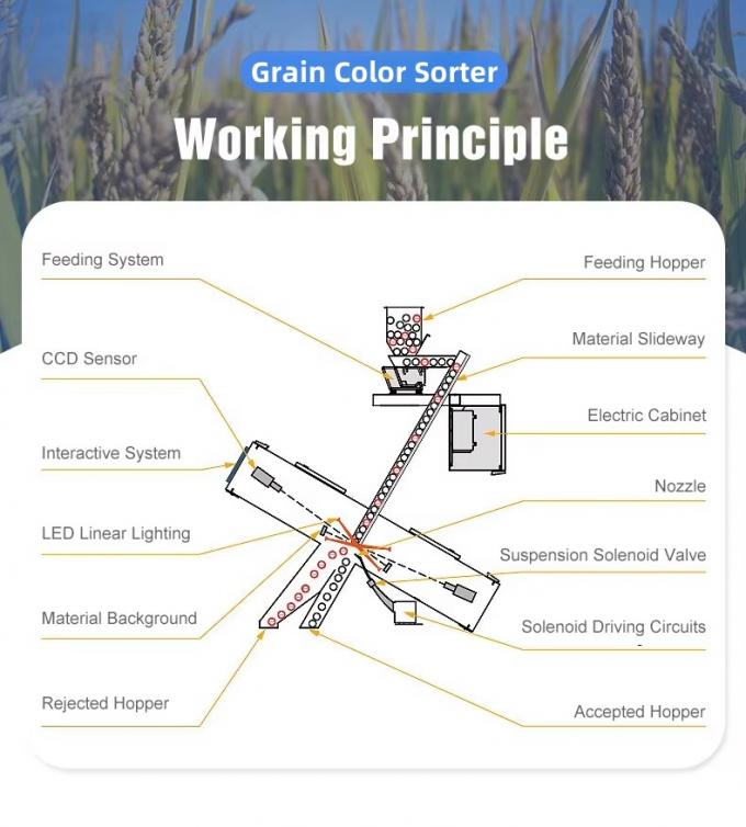 Máquina de classificação de cores de sementes de colza 9