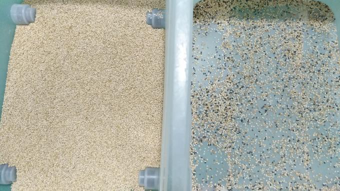 Wenyao China Fábrica 7 Chute estilo Máquina de triagem de cor de gergelim de alta tecnologia 4