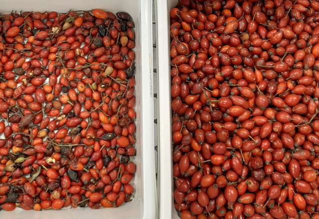 Wenyao 2025 Máquina de classificação de sementes de sementes de linho 10