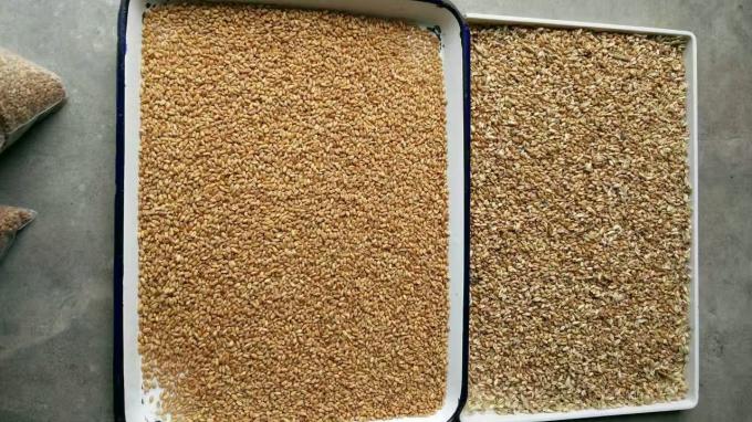 Wenyao 2025 Máquina de classificação de sementes de sementes de linho 11