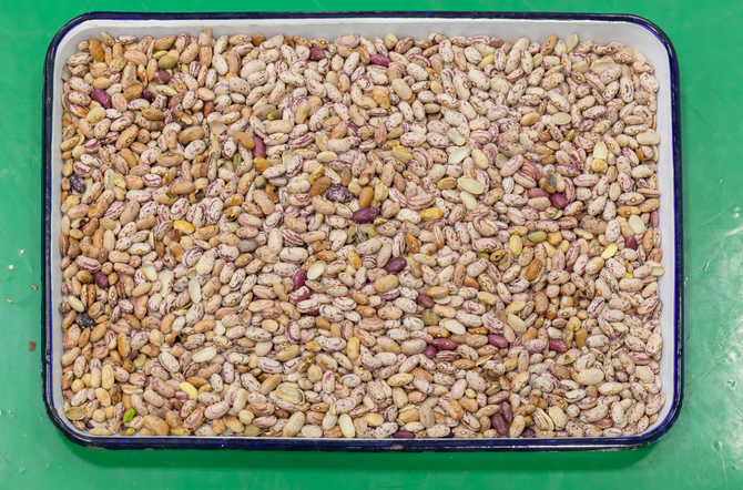 Máquina de Classificação de Cores Wenyao Full Automatic 3 Chutes para Soja, Feijão Largo e Feijão Rim 4