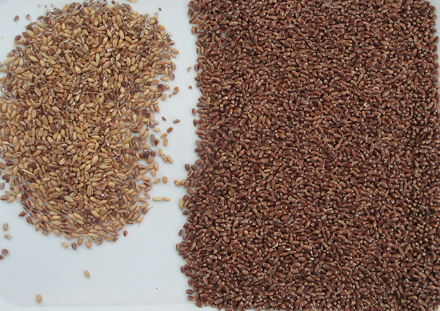 Máquina de triagem de cores ópticas Máquina de triagem de cores de milho milho centeio quinoa 3