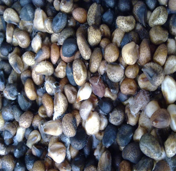 Classificador &Oacute;ptico Profissional de Cor de Gergelim Wenyao, Classificador de Cor de Sementes de Algod&atilde;o, Pre&ccedil;o da M&aacute;quina de Classifica&ccedil;&atilde;o 10