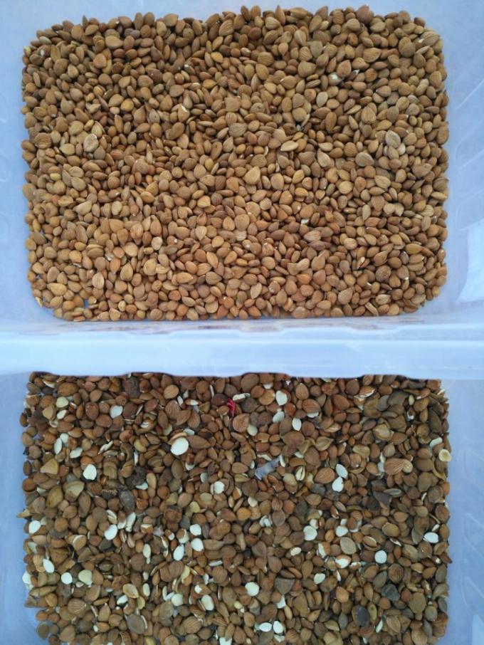 M&aacute;quina autom&aacute;tica de classifica&ccedil;&atilde;o de cores de macad&acirc;mia 11