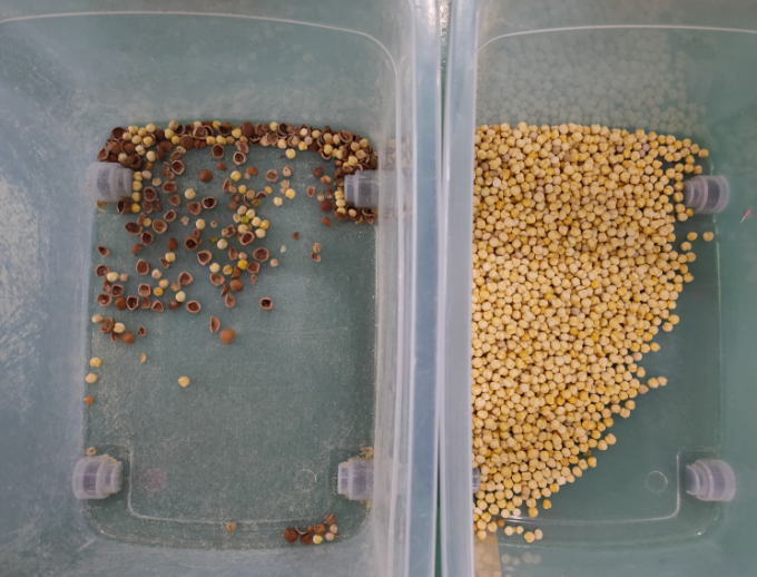 M&aacute;quina autom&aacute;tica de classifica&ccedil;&atilde;o de cores de macad&acirc;mia 12