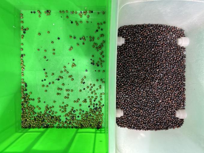 Wenyao Separação automática de cores Maquina de classificação de cores de mirtilos frescos 5