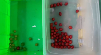 Wenyao Separação automática de cores Maquina de classificação de cores de mirtilos frescos 7