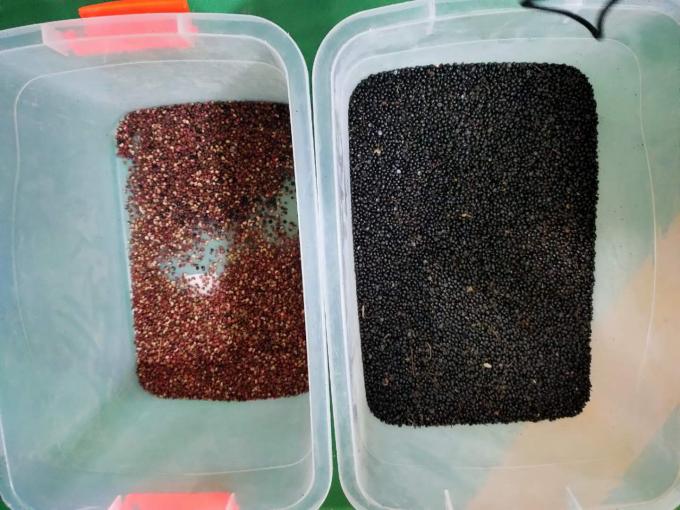 Máquina automática de triagem de cores de pimenta preta para triagem de sementes de feijão de alta precisão 9