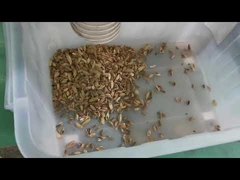 Máquina de triagem de cores de sementes para linha de processamento de cardamomo