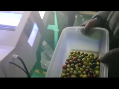 Classificador de cor de azeitona