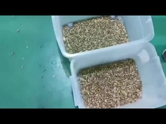 Classificador de cores de cardamomo