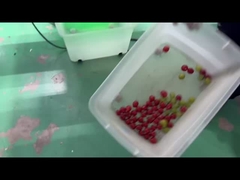 Máquina de classificação de tomate por cor